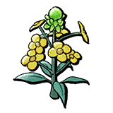 Brassica Flower.png
