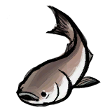 Spotted Silver Carp.png