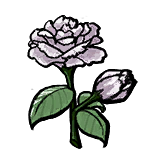 White Rose.png