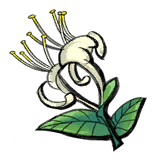 Honeysuckle Flower.png