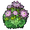 Chrysanthemum Garden - Pink.png